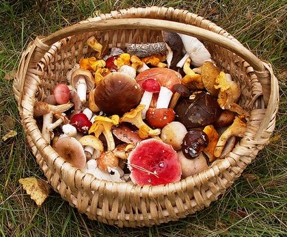 Грибы в томатном соке